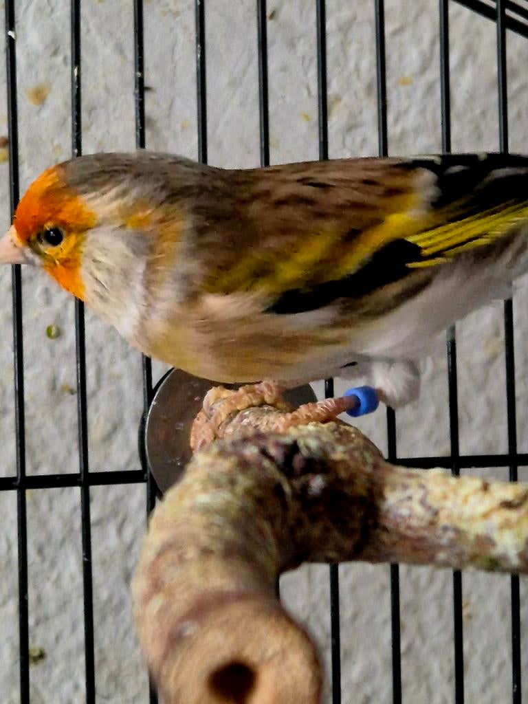 Koppel kruising kanarie - putter (distelvink) , nog jong