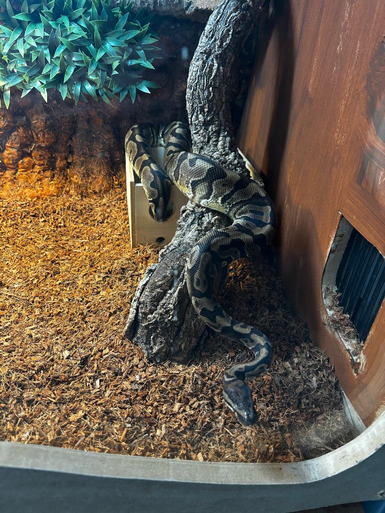 Terrarium met konings python, Dieren en Toebehoren, Reptielen en Amfibieën, Slang, 0 tot 2 jaar, Met terrarium, Tam