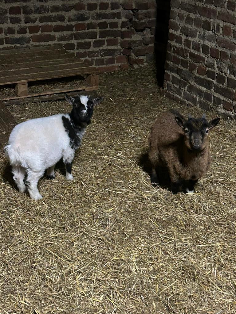 Dwerggeitjes, gevlekt mieke en bokje, Chèvre, 0 à 2 ans
