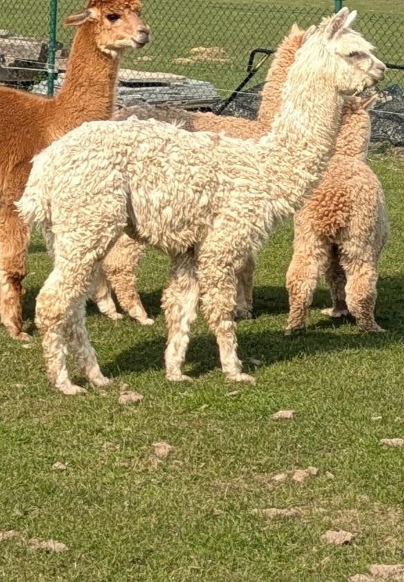 alpaca hengst, Dieren en Toebehoren, Juli, Mannelijk
