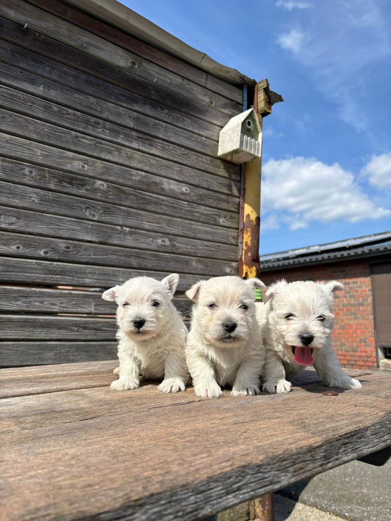 West Highland White Tertier pups /westy/wit/westie/cesar, Dieren en Toebehoren, Parvo, België, Fokker | Hobbymatig, Overige rassen