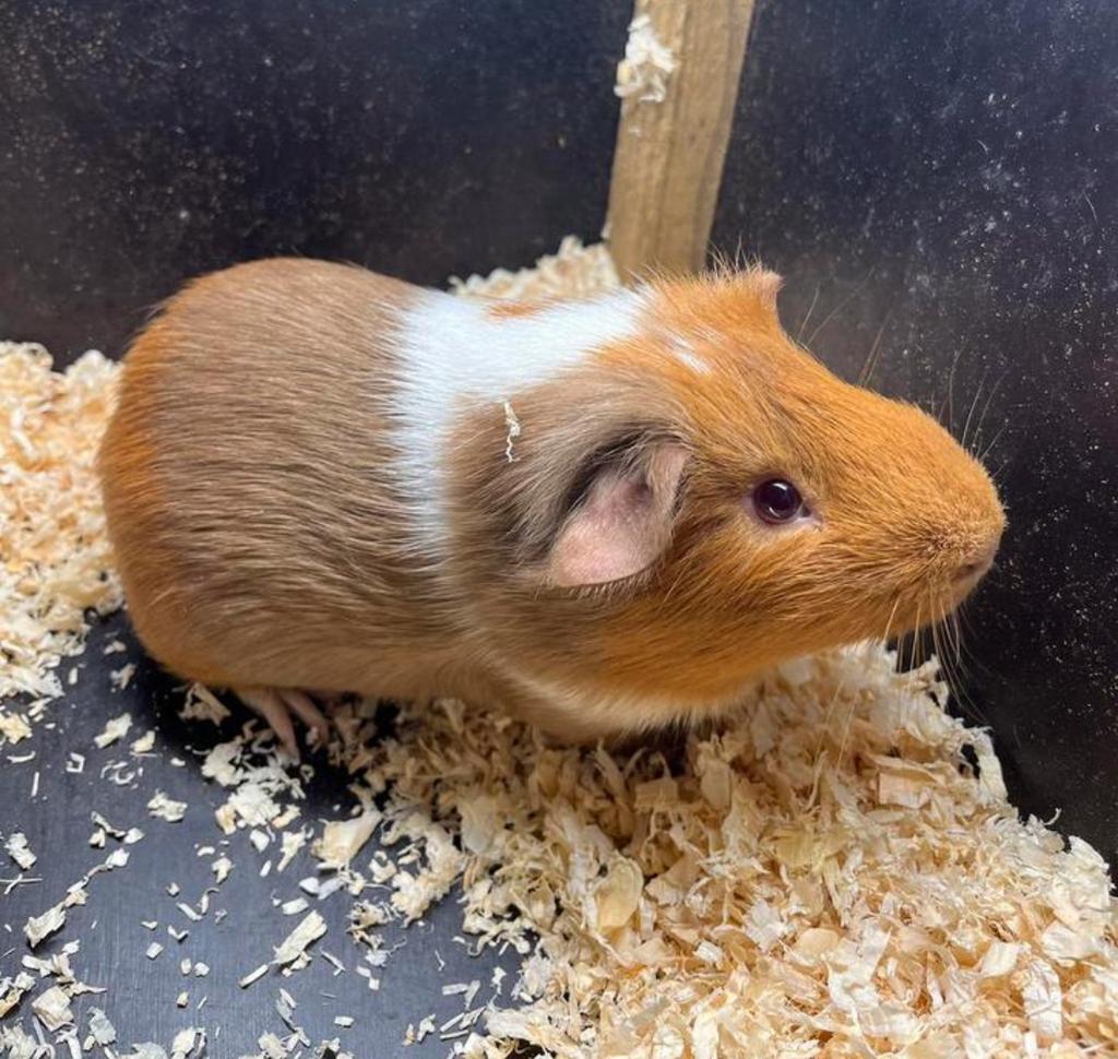 Meerdere cavia’s te koop!, Dieren en Toebehoren, Cavia, Mannelijk, December, Tam