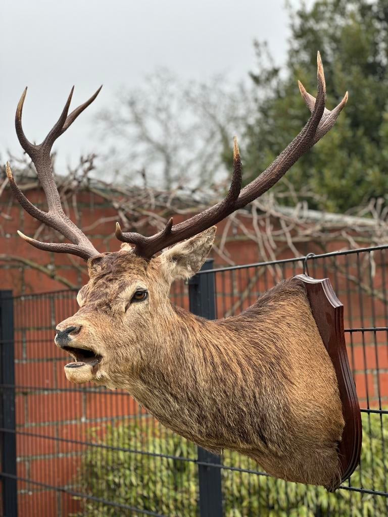 Taxidermie prachtig brullend edelhert, Ophalen