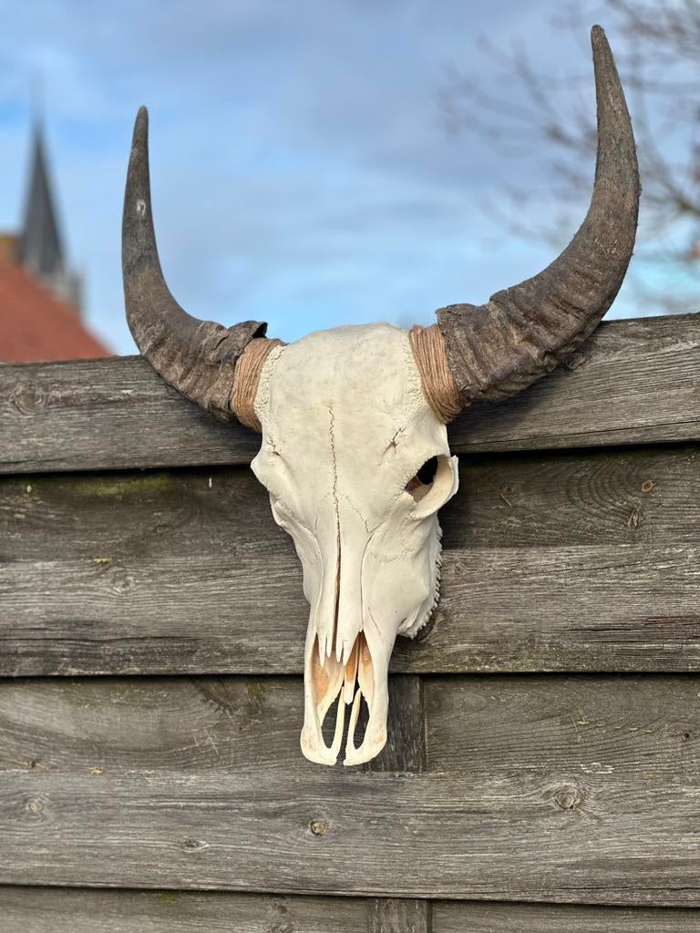 Schedel buffel, Ophalen