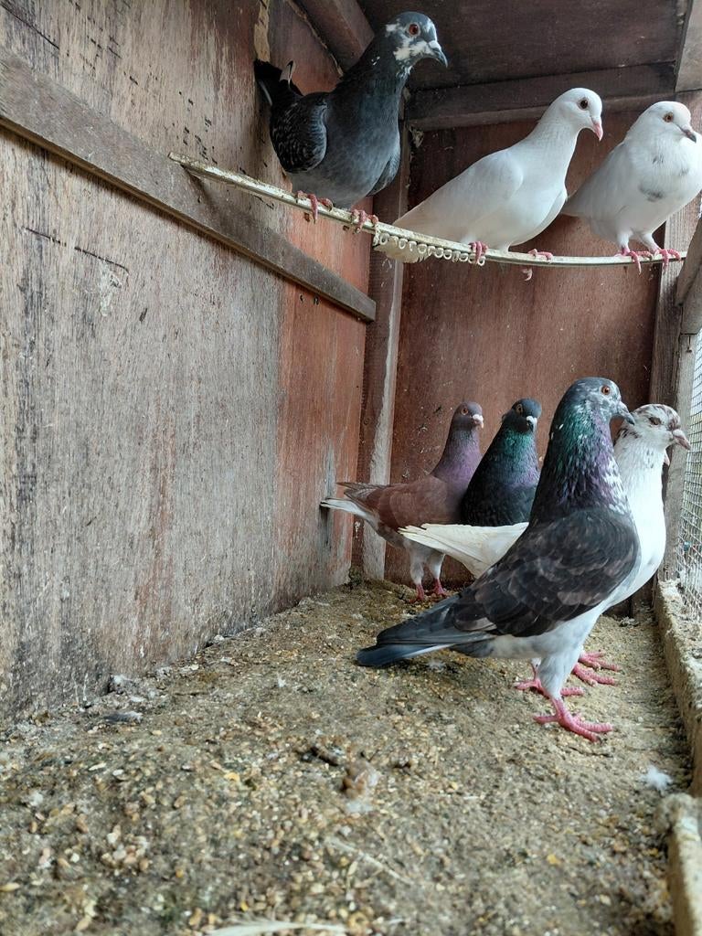 Pigeons mouchetés, Animaux & Accessoires, Oiseaux | Pigeons