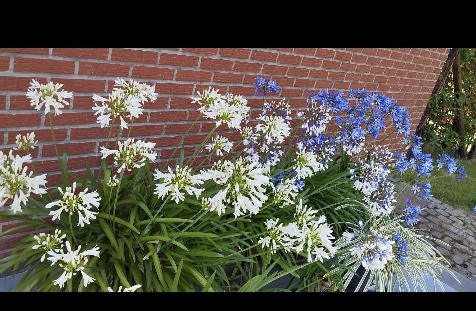 Agapanthus witte bloemen /4scheuten per pot, Tuin en Terras, Ophalen
