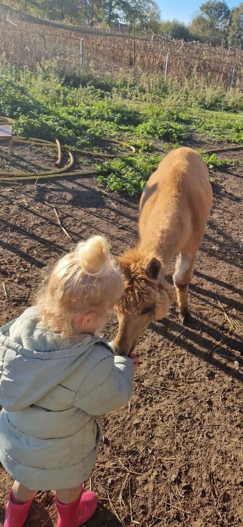 Alpaca merrie te koop, Dieren en Toebehoren, Augustus, Vrouwelijk