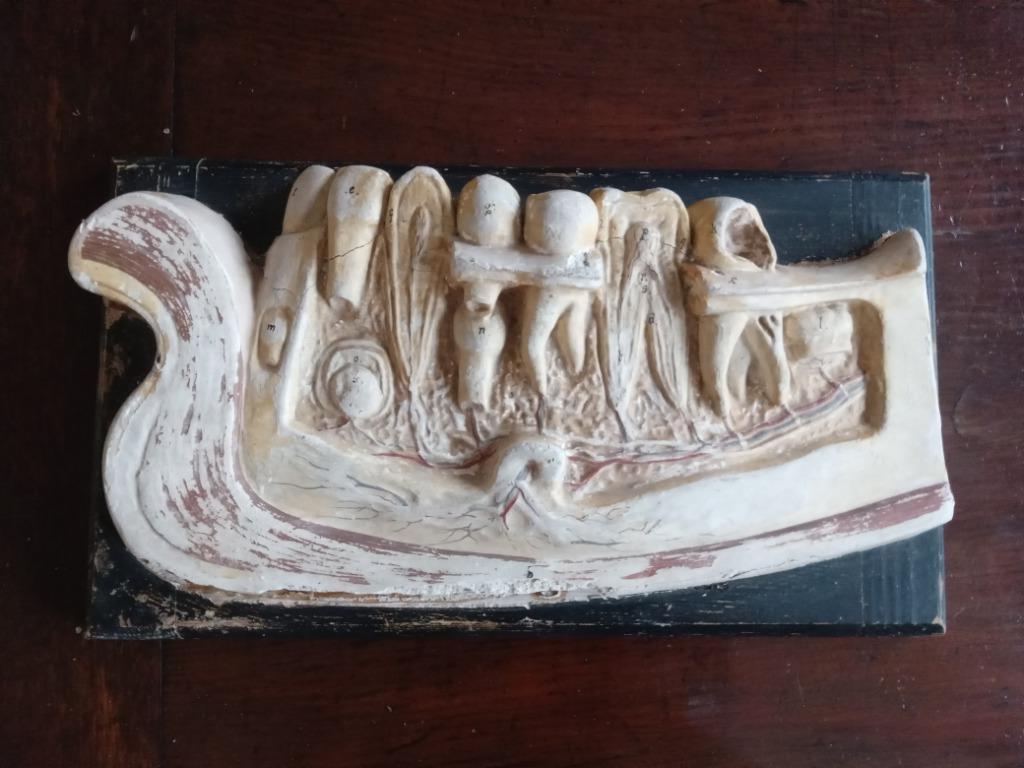 Anatomisch model van een menselijke kaak., Antiek en Kunst, Ophalen