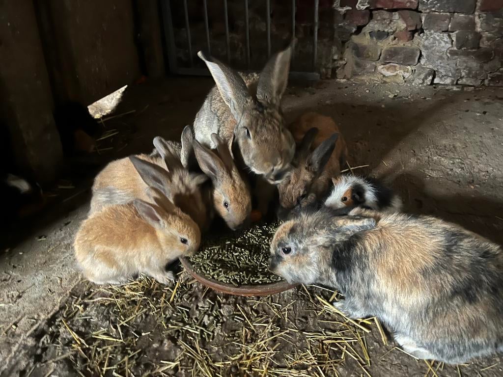 Lapins, Animaux & Accessoires, Lapins, Plusieurs animaux, Taille moyenne, 0 à 2 ans