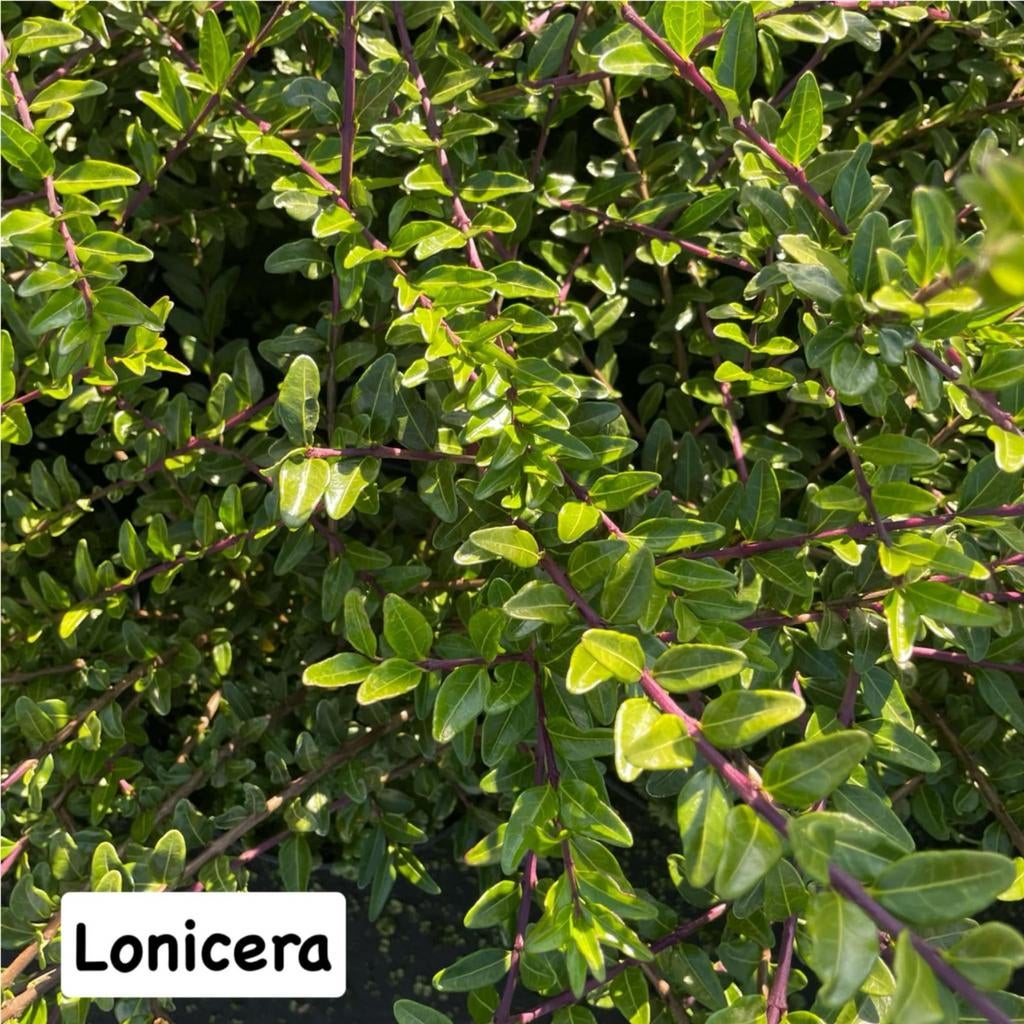 ‼️Bodembedekkers aan promoprijzen ‼️, Ophalen