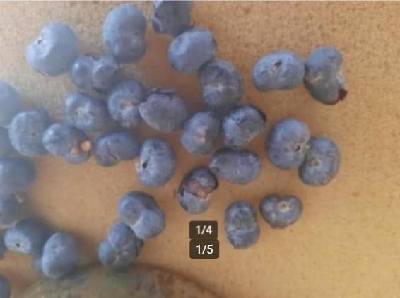 Zaden winterharde palmboom Trachycarpus fortunei, Tuin en Terras, Ophalen of Verzenden, Gehele jaar, Volle zon, Zaad