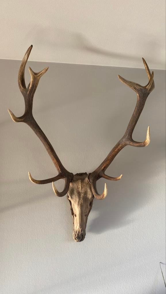 Bois de cerf élaphe, Collections, Enlèvement, Comme neuf