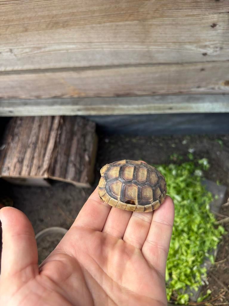 Breedrand schildpad / griekse landschildpad, Dieren en Toebehoren, Reptielen en Amfibieën | Toebehoren, Ophalen