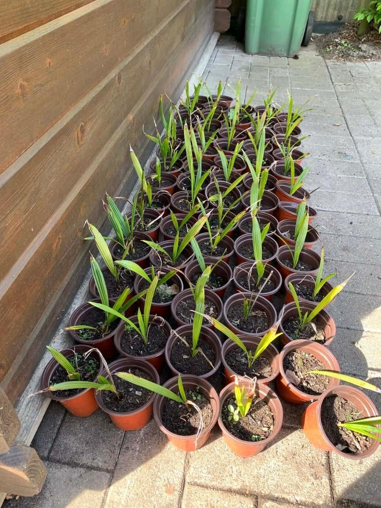 Trachycarpus Fortunei, Tuin en Terras, Planten | Bomen, Winter, In pot, Ophalen