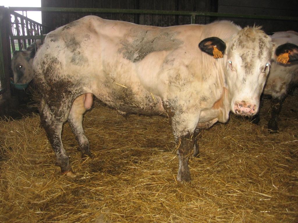Dekstier zoon van Happy en vrij van alle gebreken., Dieren en Toebehoren, Runderen, Mannelijk, 0 tot 2 jaar