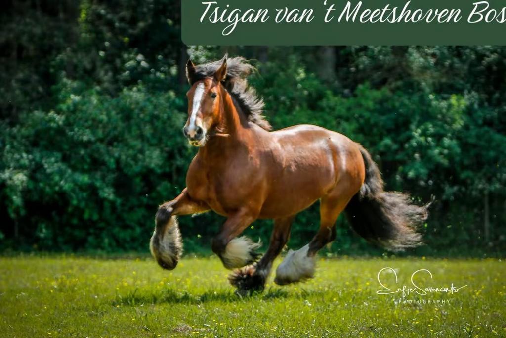 Tinker paard te koop, Gechipt, Ruin, L, 11 jaar of ouder