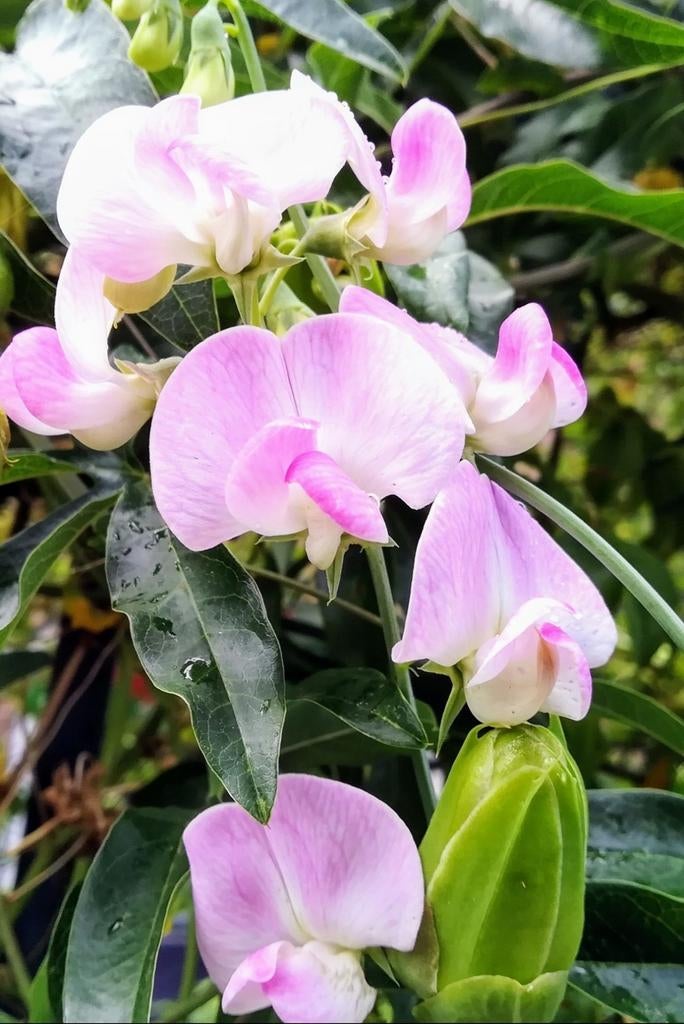 Lathyrus Pink Pearl zaden, licht Roze, Tuin en Terras, Planten | Tuinplanten, Verzenden