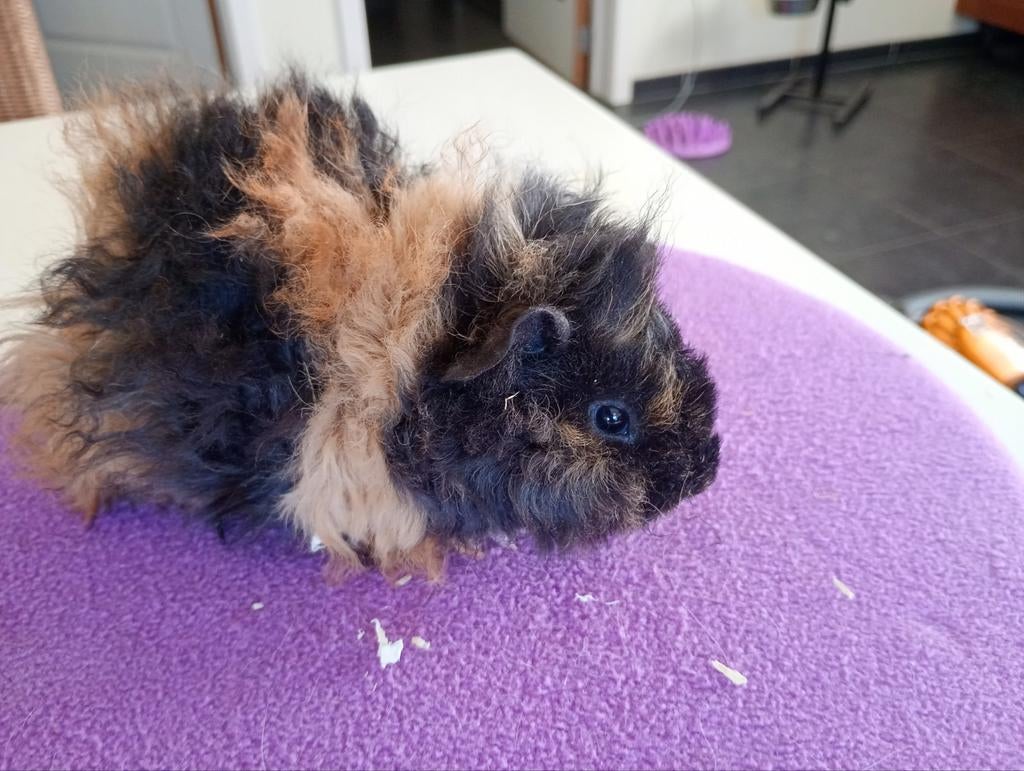 Lunkarya zeugje., Dieren en Toebehoren, Vrouwelijk, Tam, Maart, Cavia