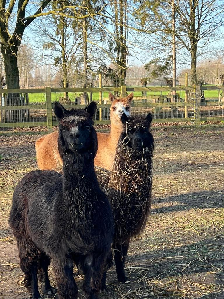 Alpaca merrie’s, Dieren en Toebehoren, Overige Dieren, Vrouwelijk, Augustus