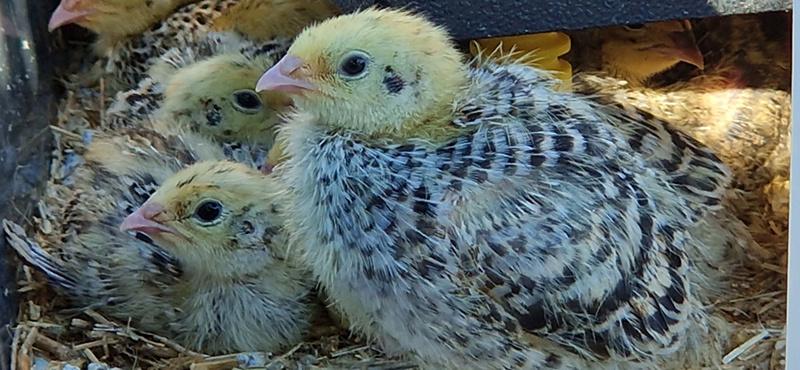 Bijna tamme japanse kwartel kuikens (10 dagen), Dieren en Toebehoren, Pluimvee, Geslacht onbekend