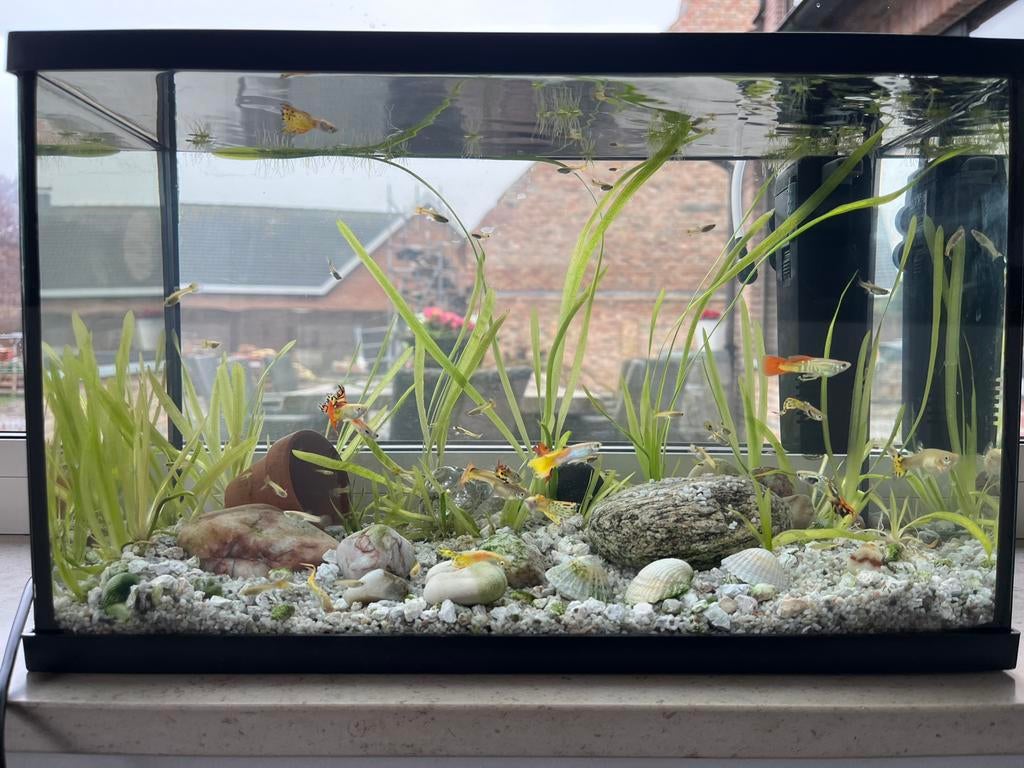 Jonge guppy’s, Vis, Zoetwatervis, Schoolvis