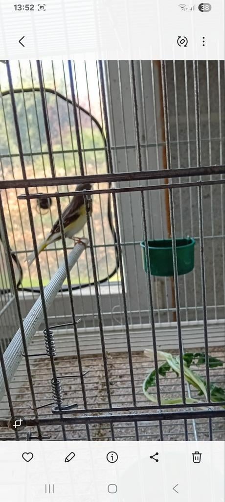 Femelle canari 2025, Animaux & Accessoires, Femelle