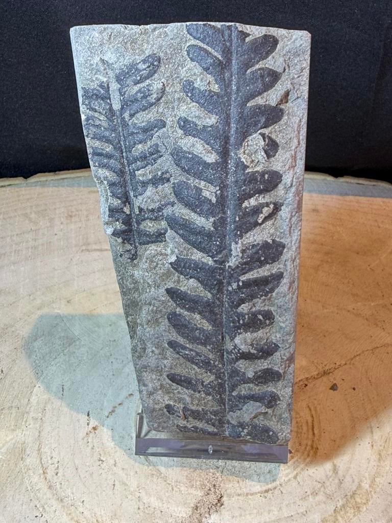 Fougère fossile Alethopteris zeilleri 290 millions d'années, Enlèvement ou Envoi, Fossile