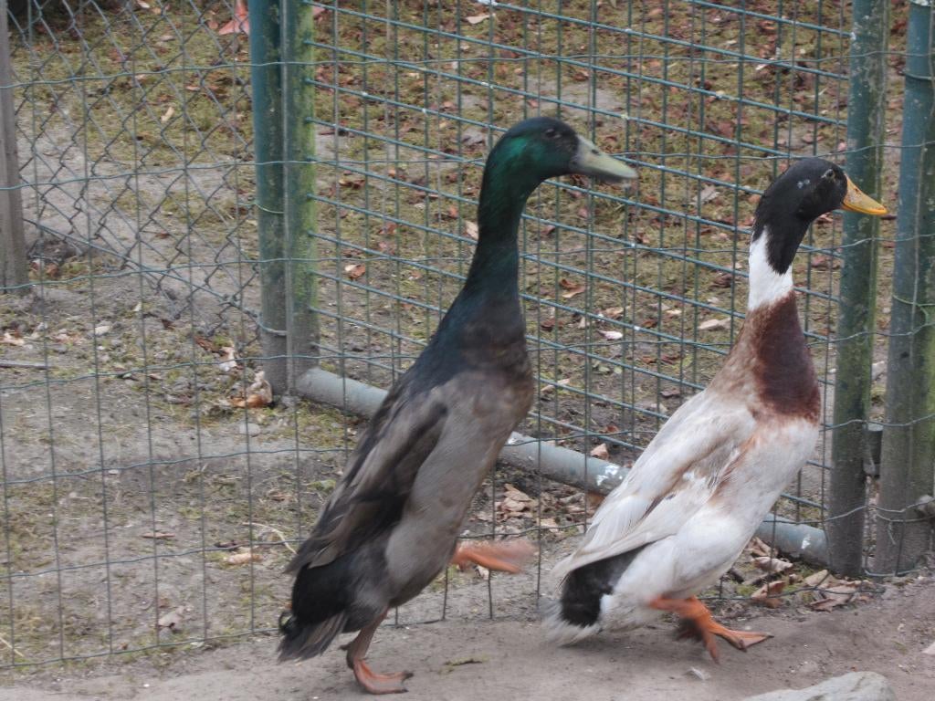 Mooie loopeenden, Mannelijk, Eend