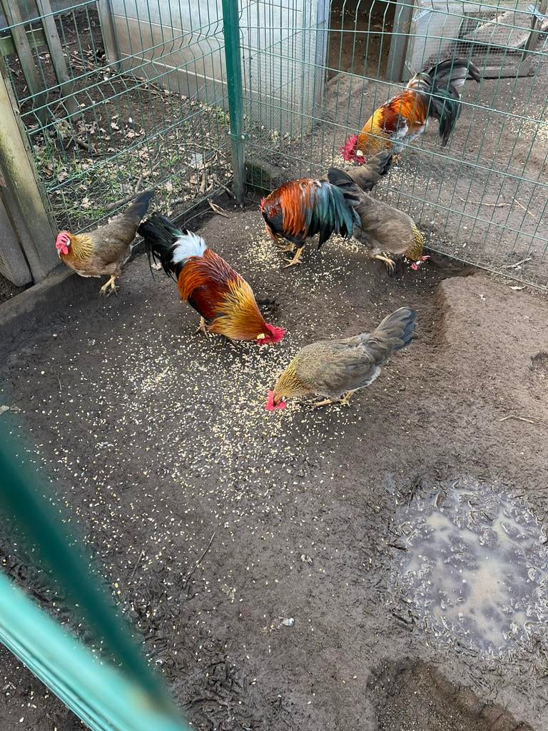 Broedeieren leghorn goudpatrijs, Dieren en Toebehoren, Pluimvee, Kip