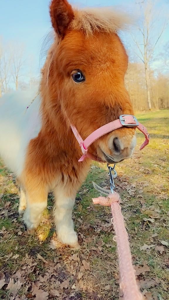 GEZOCHT!! pony trailer, Enlèvement, Utilisé, Autres matériaux, Remorque 1 cheval