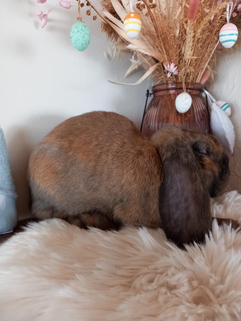 Franse hangoor ram Merlijn, Dieren en Toebehoren, Konijnen, Mannelijk, Groot, Hangoor, 0 tot 2 jaar