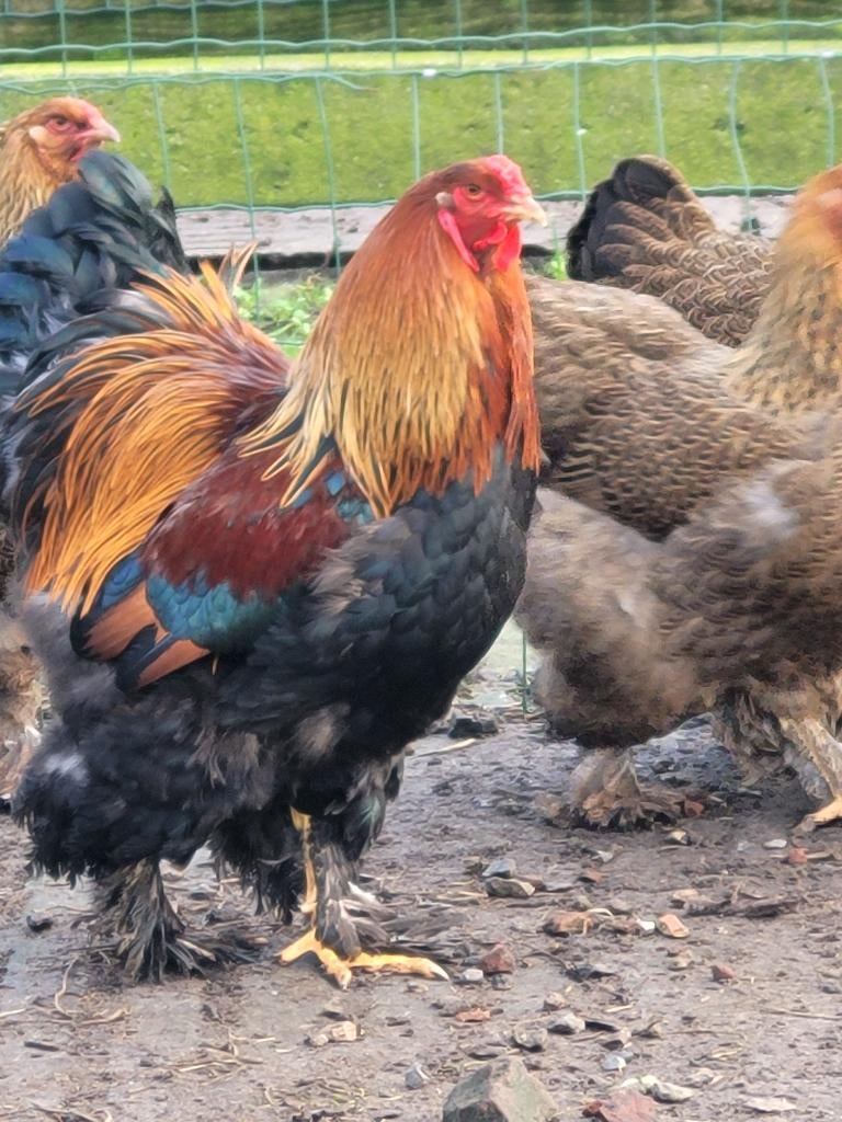 Broedeieren Brahma, Dieren en Toebehoren, Pluimvee