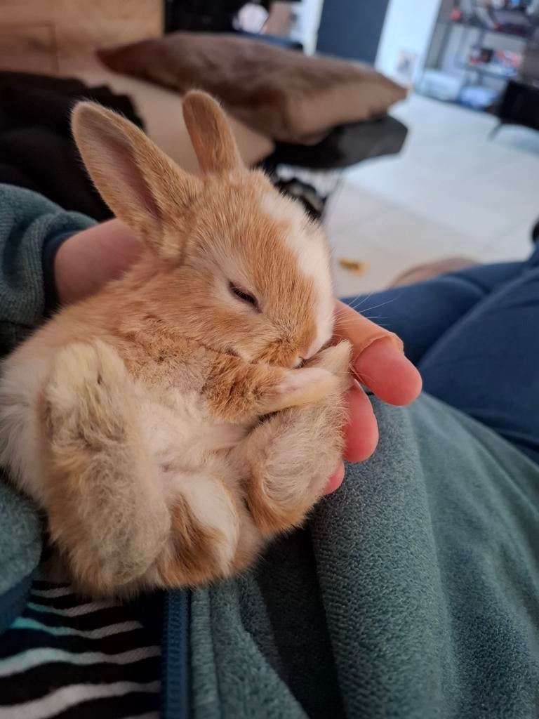 Binnen kort baby konijntjes beschikbaar, Dieren en Toebehoren, Konijnen