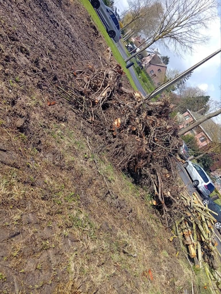 Gratis, Tuin en Terras, Planten | Bomen, Ophalen