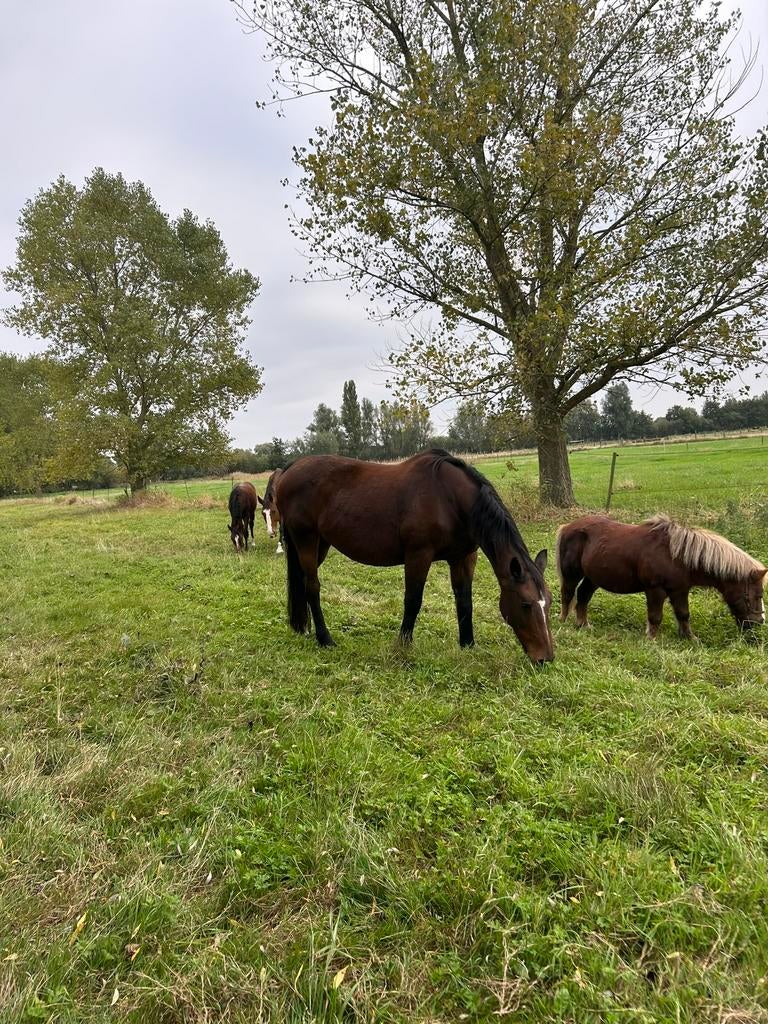 op zoek naar weide, Pâturage, 4 chevaux ou poneys ou plus