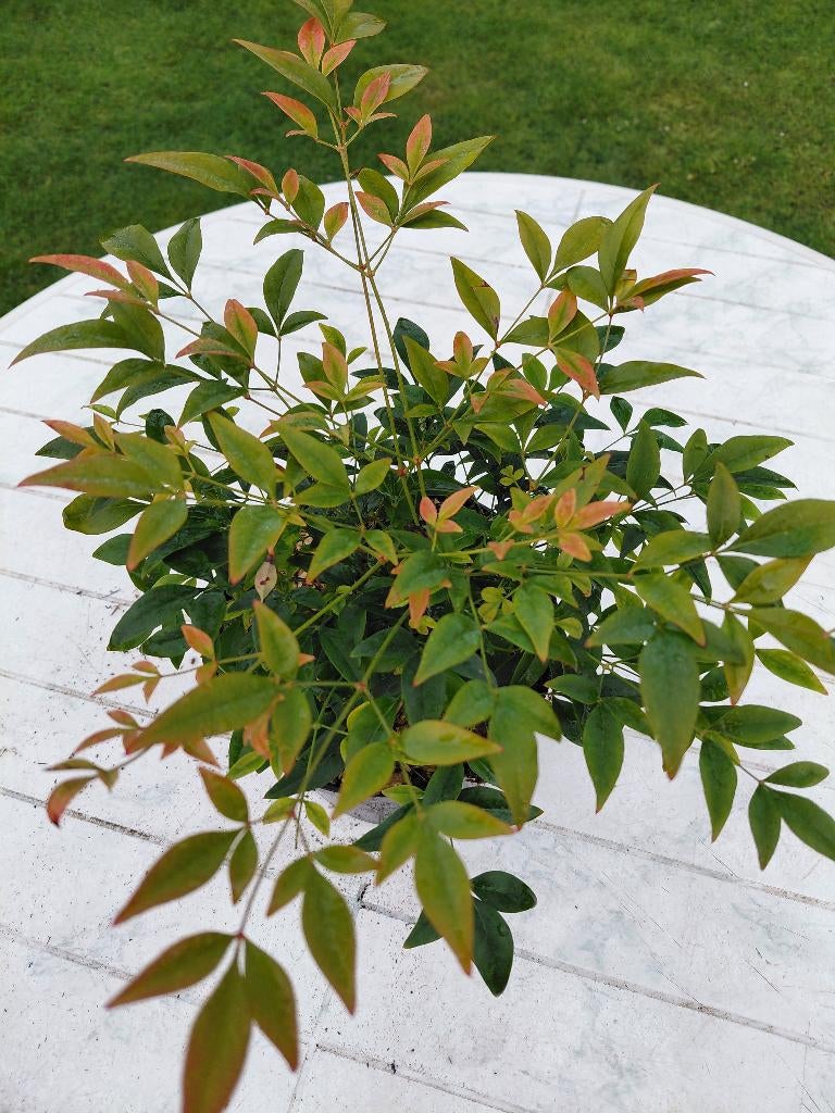 Nandina Gulfstream, Tuin en Terras, Planten | Tuinplanten, Ophalen, Herfst, Halfschaduw