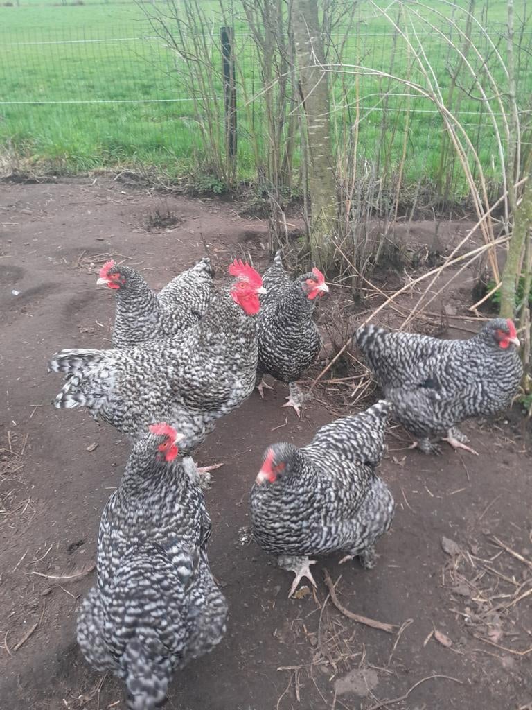 Broedeieren mechelse koekoek kippen, Animaux & Accessoires, Volatiles, Poule ou poulet, Sexe inconnu