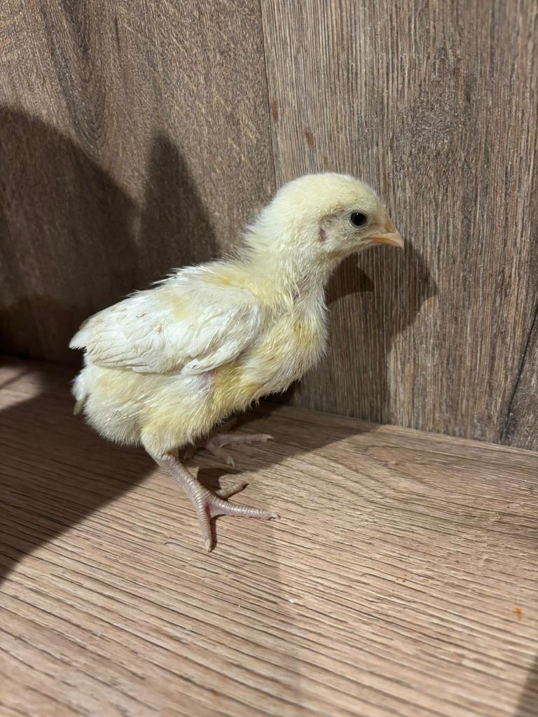 Poule de bresse kuikens