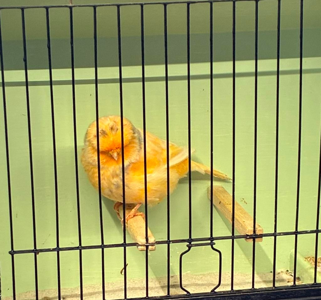 Norwich man, Dieren en Toebehoren, Vogels | Kanaries, Mannelijk, Postuurkanarie