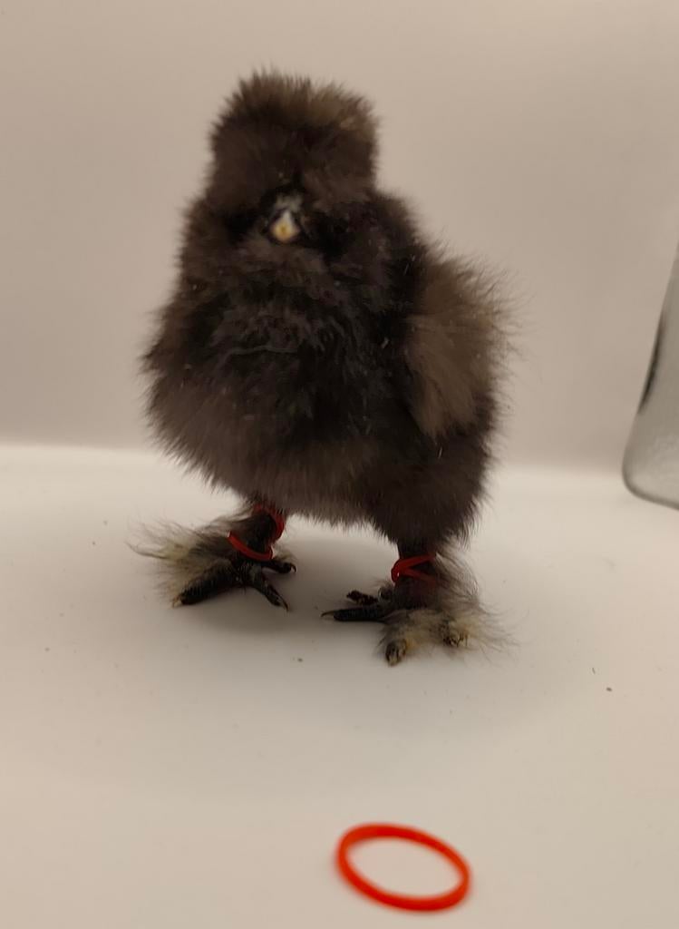 Usa zijdehoen hen kuikens, Dieren en Toebehoren, Vrouwelijk, Kip