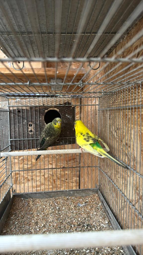 Bonte bf koppels, Dieren en Toebehoren, Vogels | Parkieten en Papegaaien