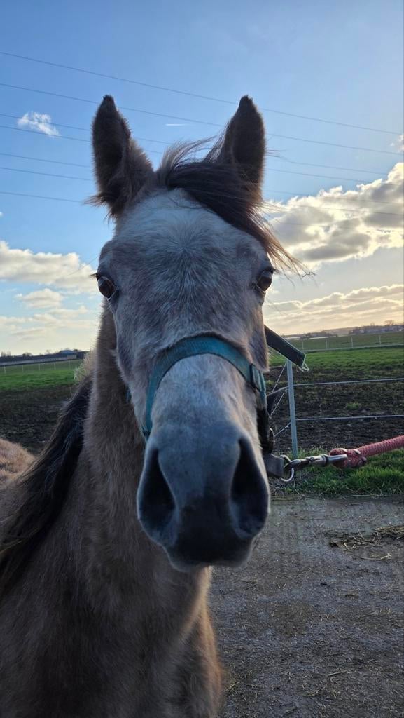 Kruising welsh x arabier 1m35  wordt 3 jaar, Dieren en Toebehoren, Paarden, Ruin, Onbeleerd, Ontwormd