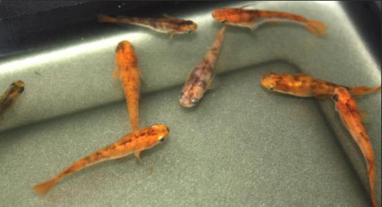 Orange Tiger Medaka Volwassen  +/-3cm, Dieren en Toebehoren, Vissen | Aquariumvissen, Vis