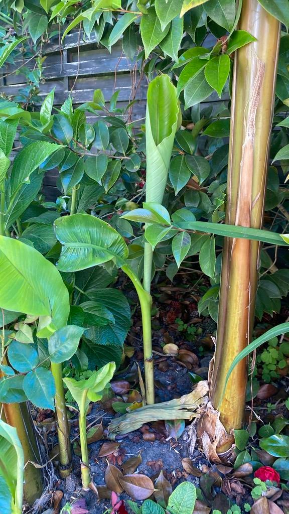 Bananen planten, Tuin en Terras, Ophalen