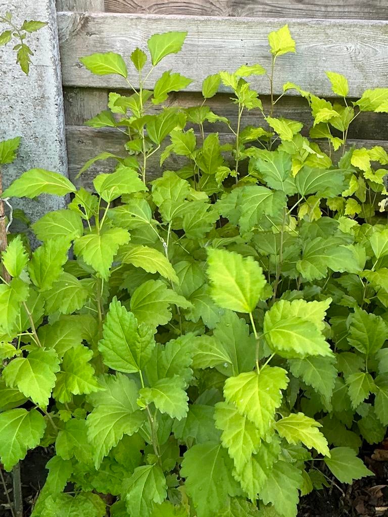 Jeunes pousses d'hibiscus., Enlèvement, Autres espèces, Arbuste, 100 à 250 cm