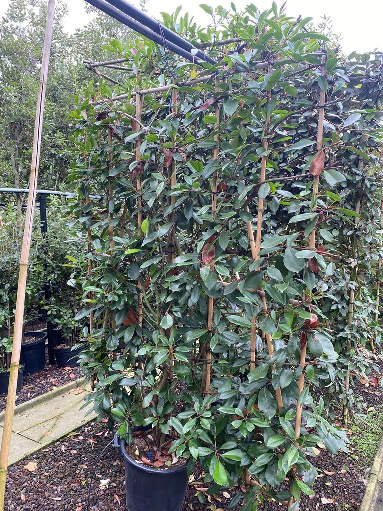 Photinia fraseri 'Red Robin'. Leiboom met bamboescherm, Tuin en Terras, Planten | Bomen, Leiboom, Ophalen