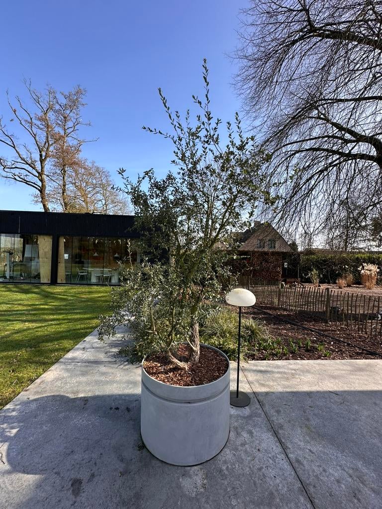 Meerstammige kurkeik in pot., Tuin en Terras, Planten | Bomen, Bloeit niet, Halfschaduw, Overige soorten, 250 tot 400 cm