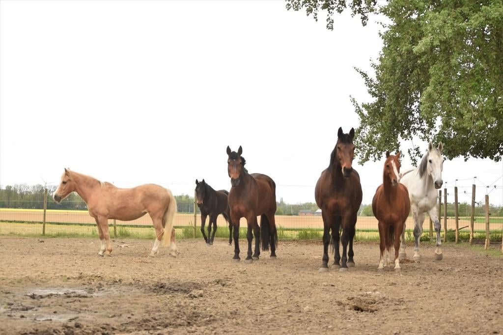 Pension complète à Forville, Weidegang, 4 paarden of pony's of meer