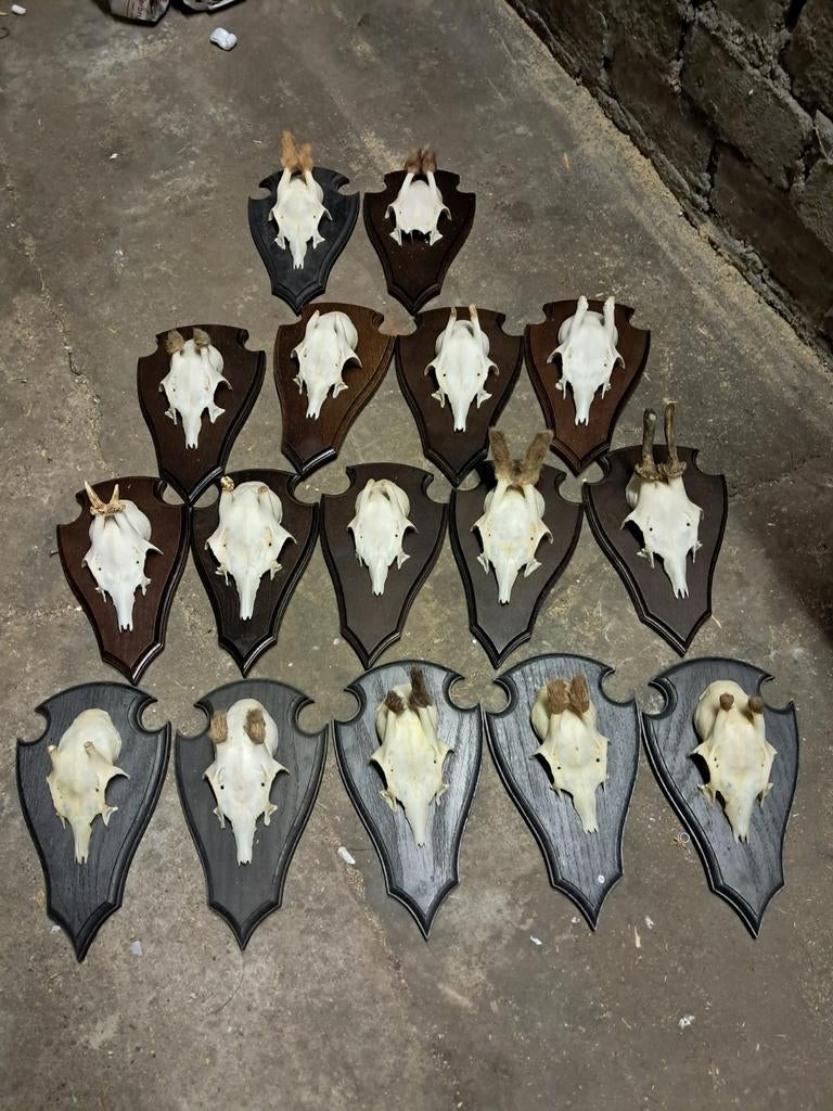 Reebok geweitjes. Trofeeën. Jacht. Hut. Mancave, Ophalen of Verzenden, Zo goed als nieuw, Hert, Schedel