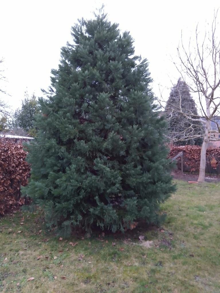 Mammoetboom - Sequoiadendron giganteum, Tuin en Terras, Bloeit niet, Overige soorten, 400 cm of meer, Ophalen